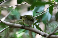 Phylloscopus ijimae