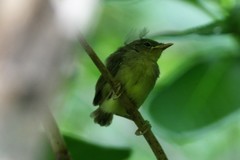 Phylloscopus ijimae