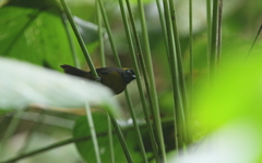 Mitrospingus cassinii