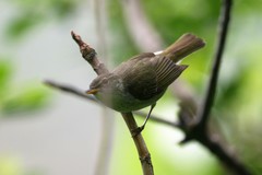 Phylloscopus ijimae