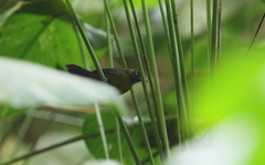 Mitrospingus cassinii