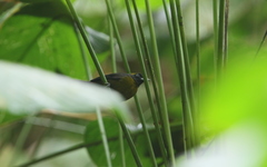 Mitrospingus cassinii