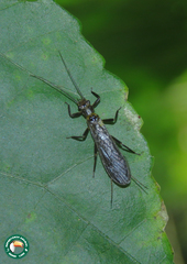 Anacroneuria