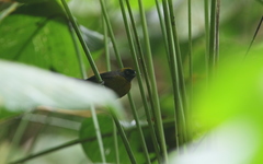 Mitrospingus cassinii