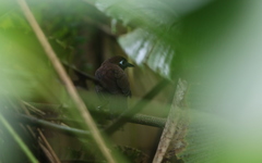 Hafferia zeledoni