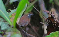 Hafferia zeledoni