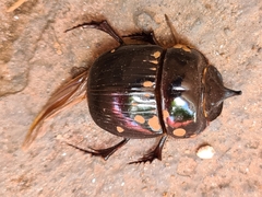 Dichotomius anaglypticus