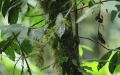 Premnoplex brunnescens