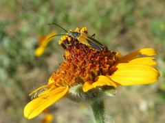 Chauliognathus opacus