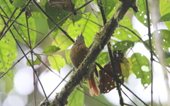 Anabacerthia variegaticeps