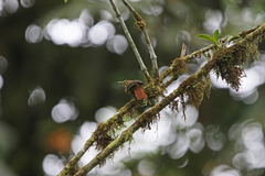 Anabacerthia variegaticeps