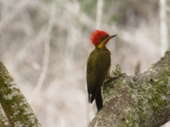 Piculus chrysochloros