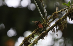 Anabacerthia variegaticeps