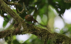 Anabacerthia variegaticeps