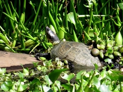 Podocnemis lewyana