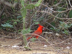 Cardinalis phoeniceus