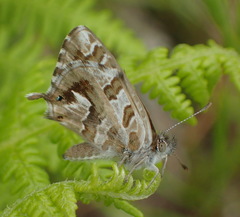 Cacyreus marshalli