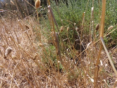 Bradypodion occidentale