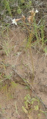 Wahlenbergia androsacea