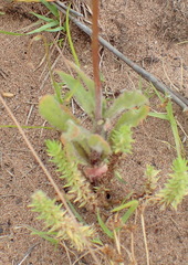 Wahlenbergia androsacea