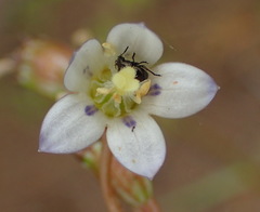 Wahlenbergia androsacea