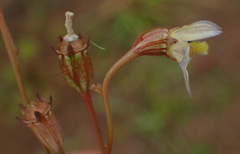 Wahlenbergia androsacea