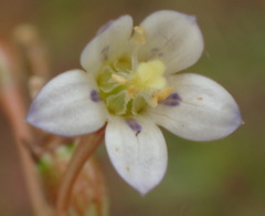 Wahlenbergia androsacea
