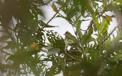 Coopmans's Elaenia photo 2