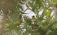 Coopmans's Elaenia photo 1