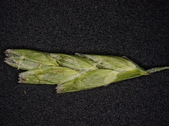 Torreyochloa pallida