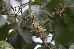 Zimmerius albigularis