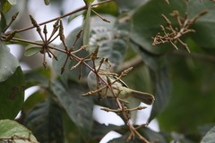 Zimmerius albigularis