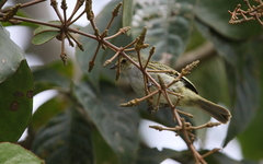 Zimmerius albigularis