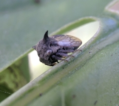 Centrotus