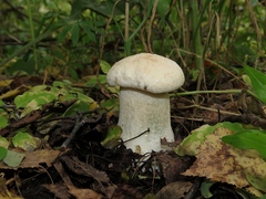 Leccinum percandidum