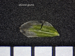 Torreyochloa pallida