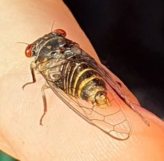 Popplepsalta notialis