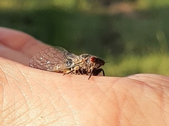 Popplepsalta notialis