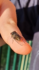 Popplepsalta notialis