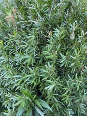 Podocarpus macrophyllus