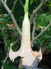 Brugmansia arborea