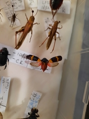 Cosmoscarta abdominalis