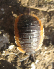 Porcellio duboscqui