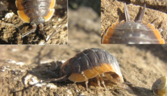 Porcellio duboscqui