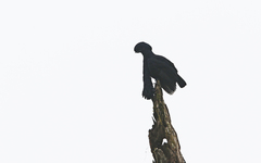 Cephalopterus penduliger