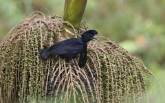 Cephalopterus penduliger