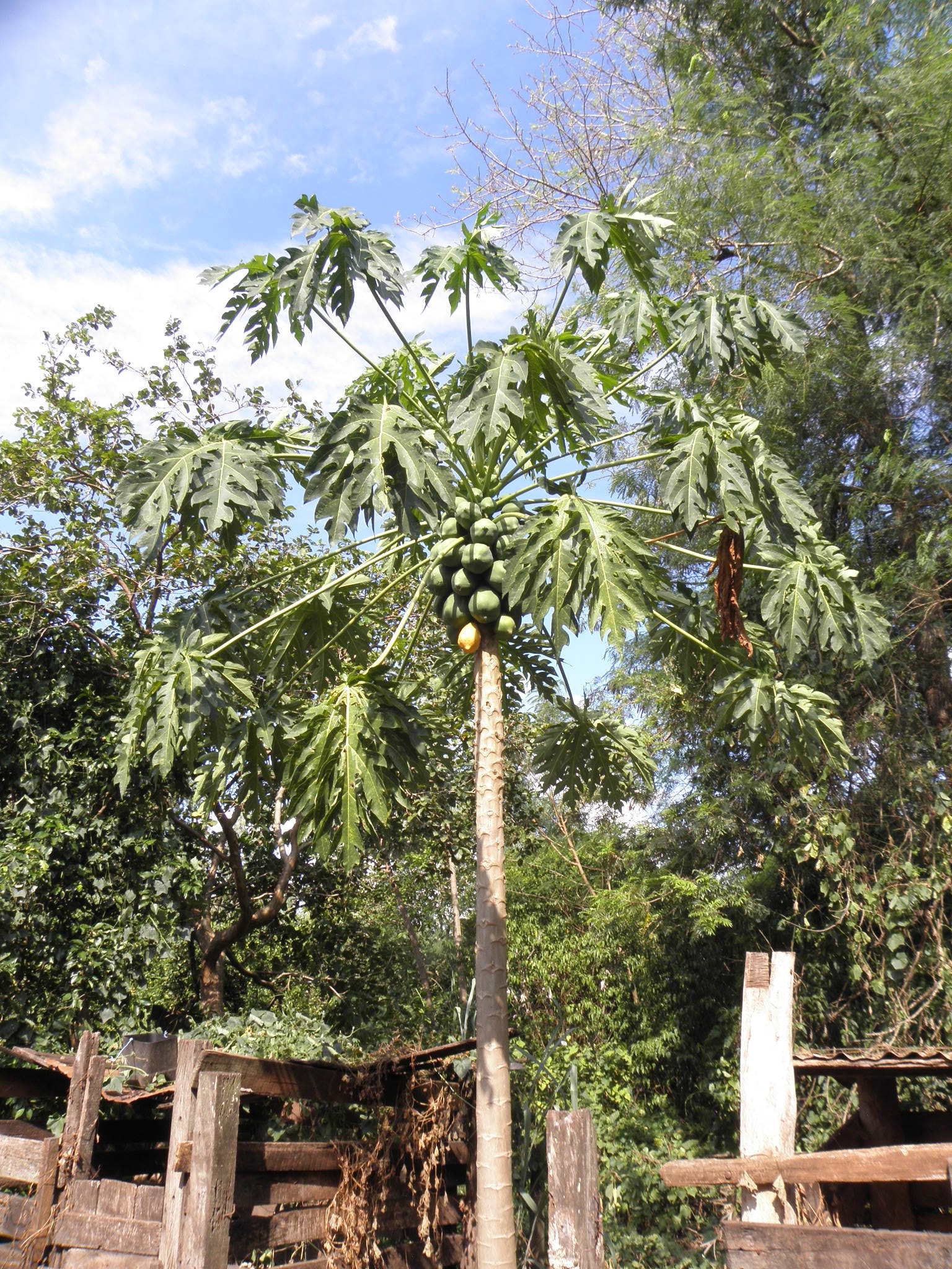 Carica papaya