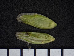 Torreyochloa pallida