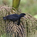 Long-wattled Umbrellabird - Photo (c) Christoph Moning, some rights reserved (CC BY), uploaded by Christoph Moning
