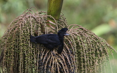Cephalopterus penduliger